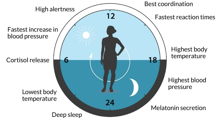 Circadian Rhythms |Circadian Rhythms Definition